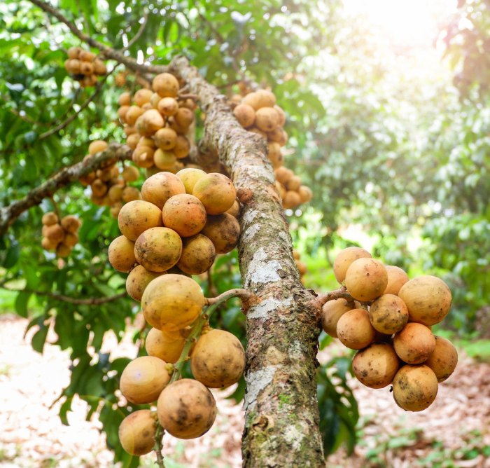 Duku langsat fruits benefits health fruit tropical buah prevent pregnant cancer women lansium philippines pregnancy during papan pilih malaysia